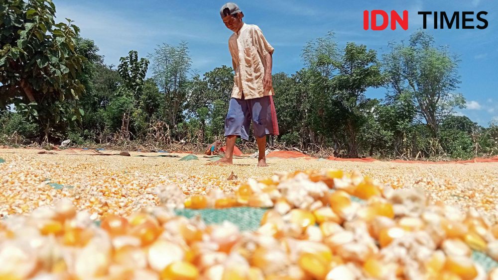 Di Gorontalo, Jokowi Dorong Produktivitas Pertanian Jagung