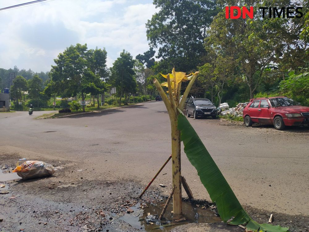 Jalan Rusak Depan Pemkab Bandung Barat Ditanami Pohon Pisang