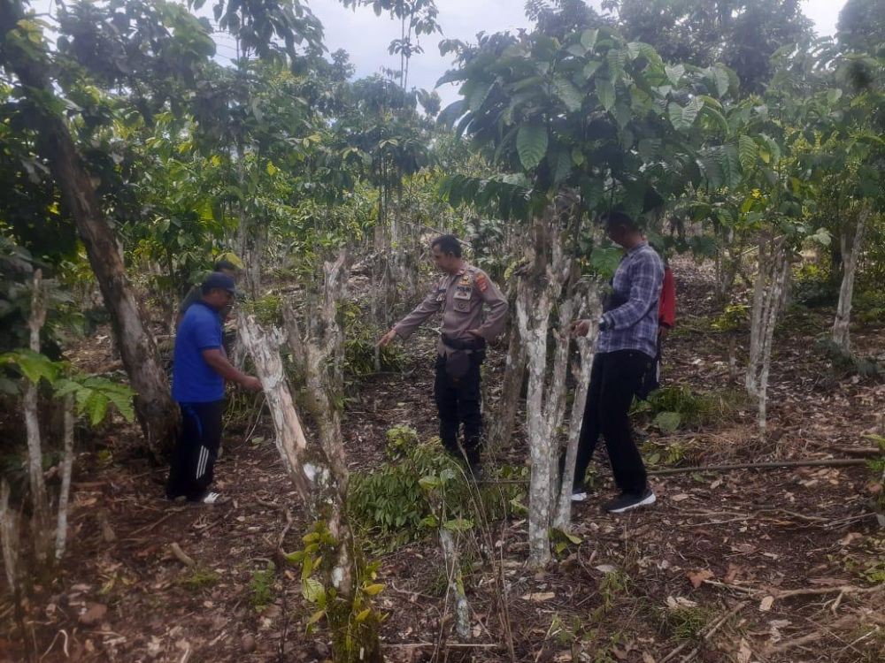 Tersengat Listrik Jerat Babi, IRT Tewas di Kebun Kopi Lampung Barat