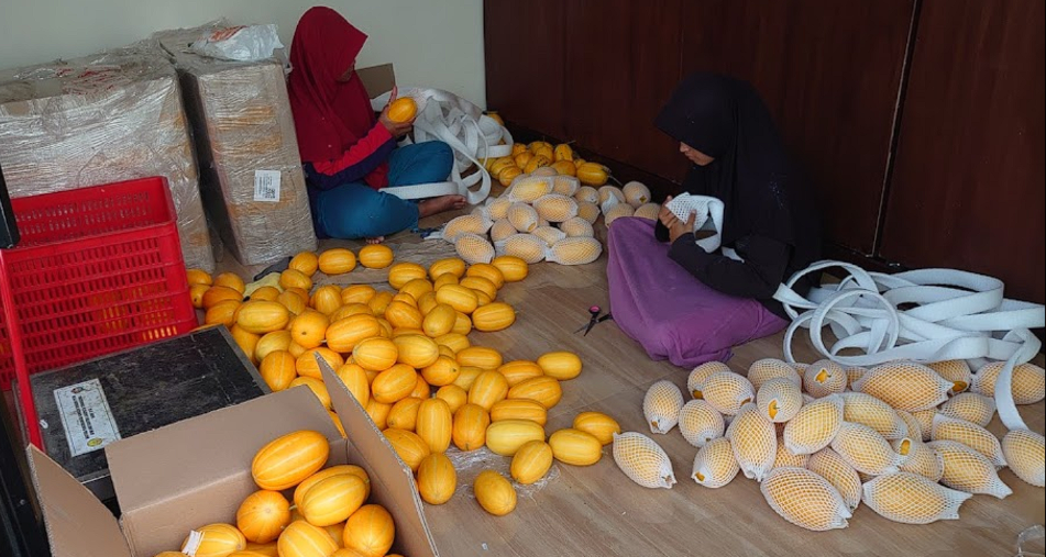 Kisah Petani Modern yang Mengubah Nasib Desa dengan Melon