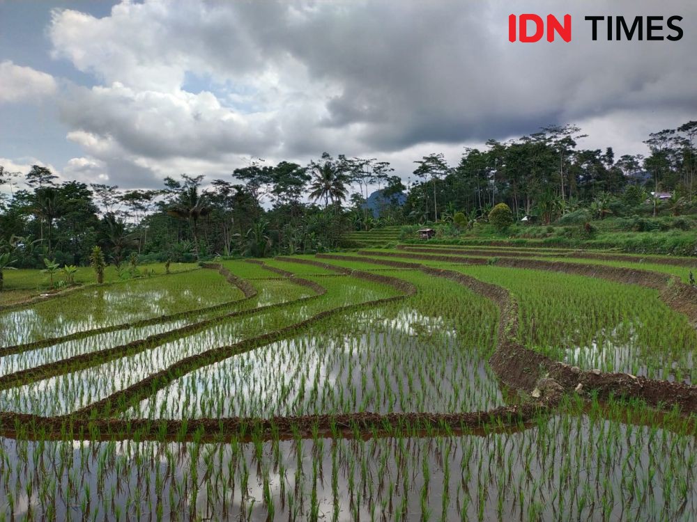 Pemkot Jogja Sediakan Bahan Kompos Gratis untuk Masyarakat