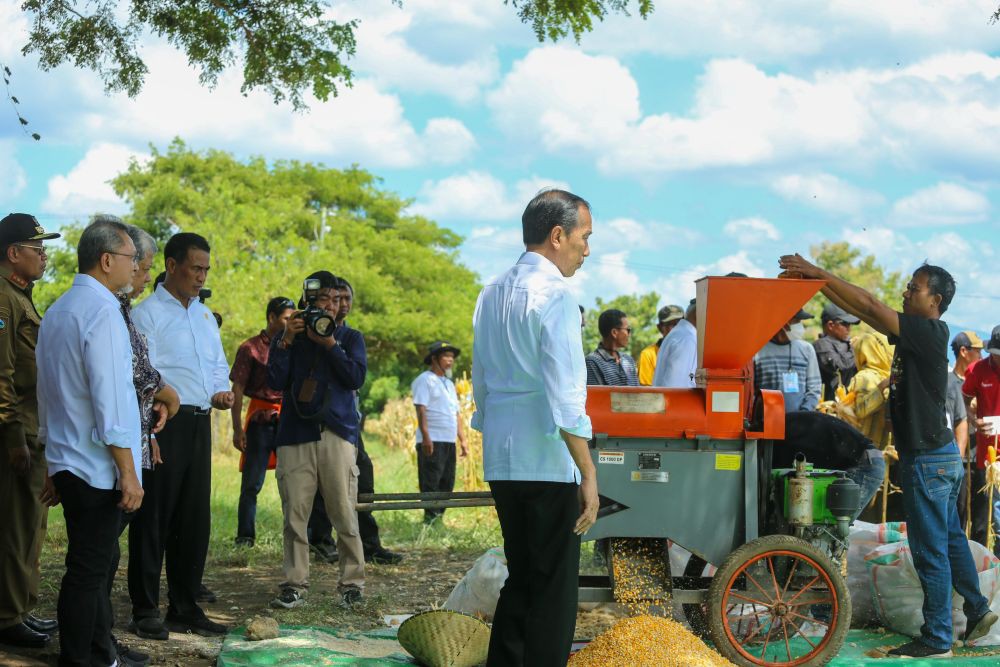 Panen Jagung di Sumbawa, Jokowi: Harga Turun Karena Over Supply 