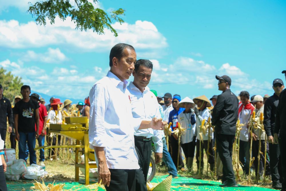 Panen Jagung di Sumbawa, Jokowi: Harga Turun Karena Over Supply 