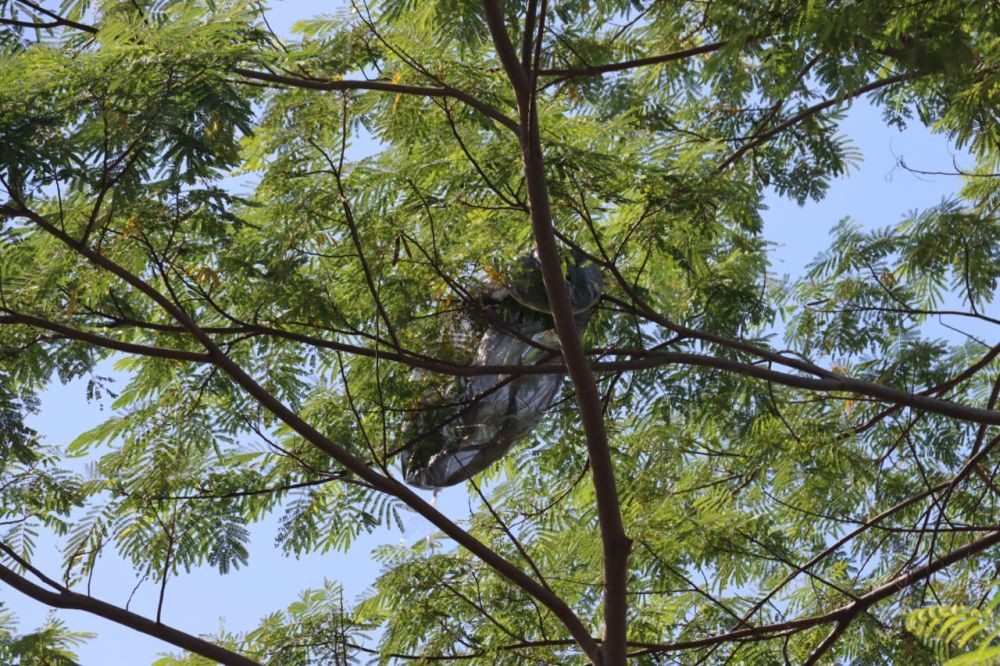 Balon Udara Berapi Nyangkut di Pohon, Polres Bantul Ingatkan Sanksi