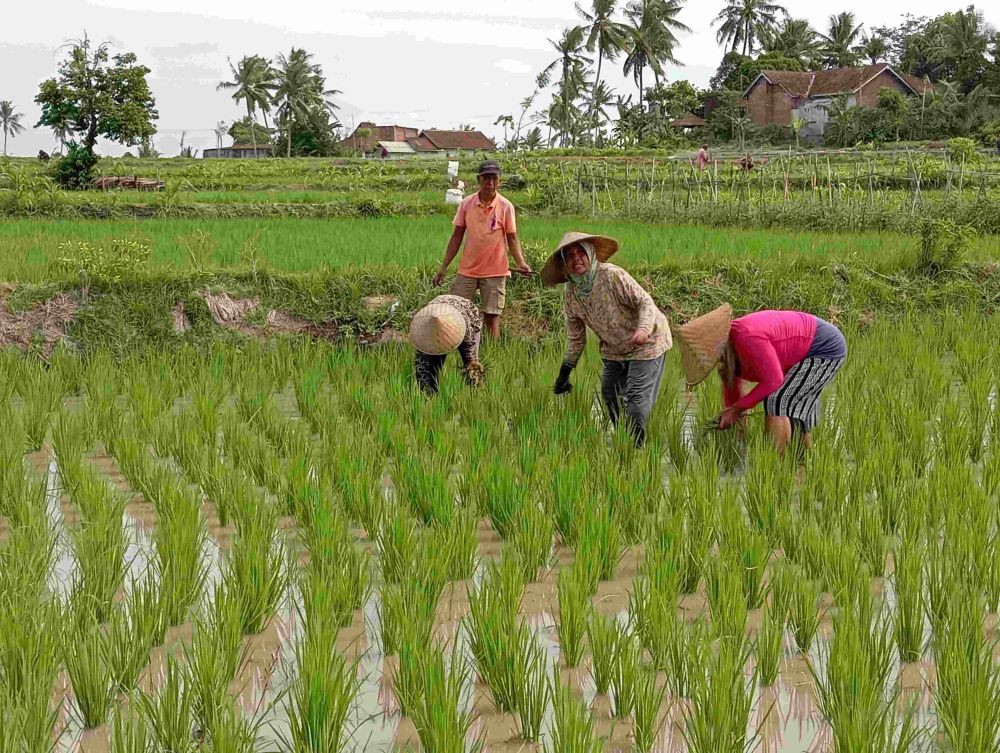 Harga Beras Naik, 643 Ribu KK di NTB Bakal Terima Bantuan Pangan