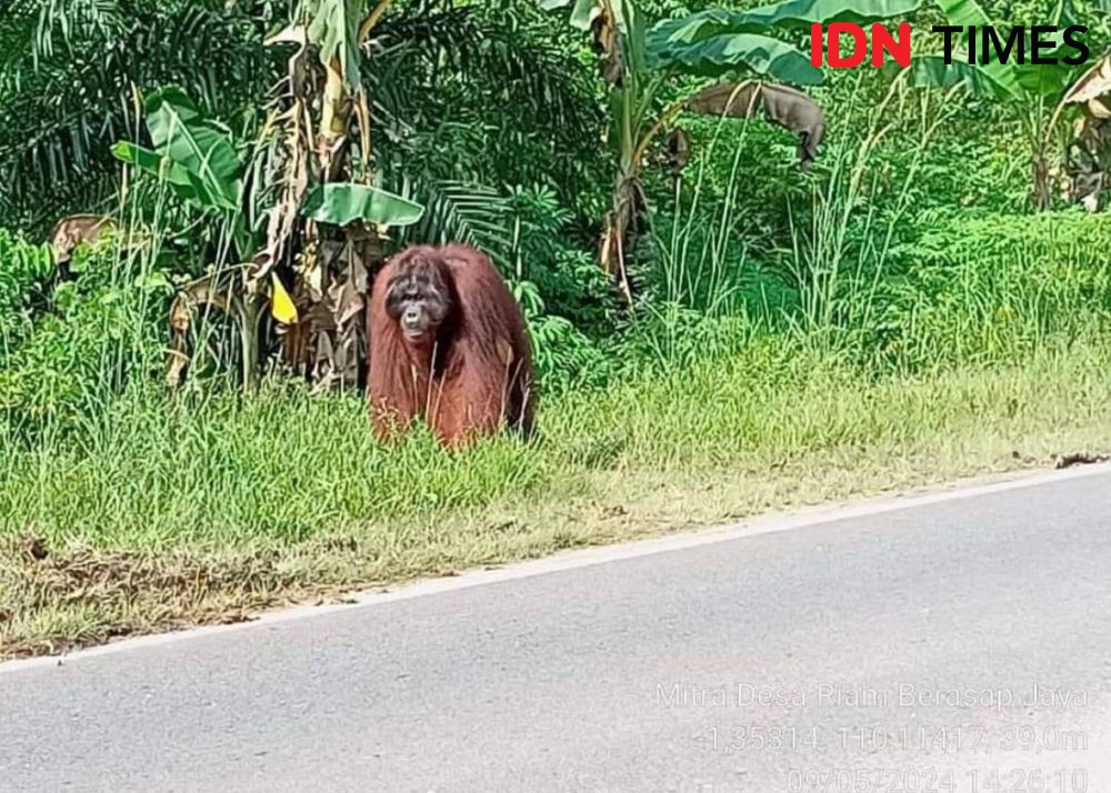 Viral Orangutan Setinggi Rumah, Ini Penjelasan BKSDA Kaltim  