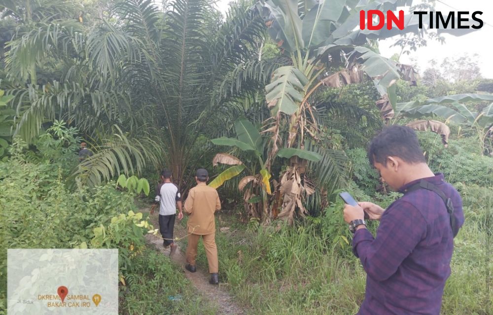 Warga Heboh, Orangutan Nyasar ke Pinggir Jalan Nasional di Sukadana