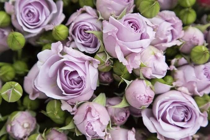 6 Makna Bunga Mawar Berdasarkan Warna dan Jenisnya!