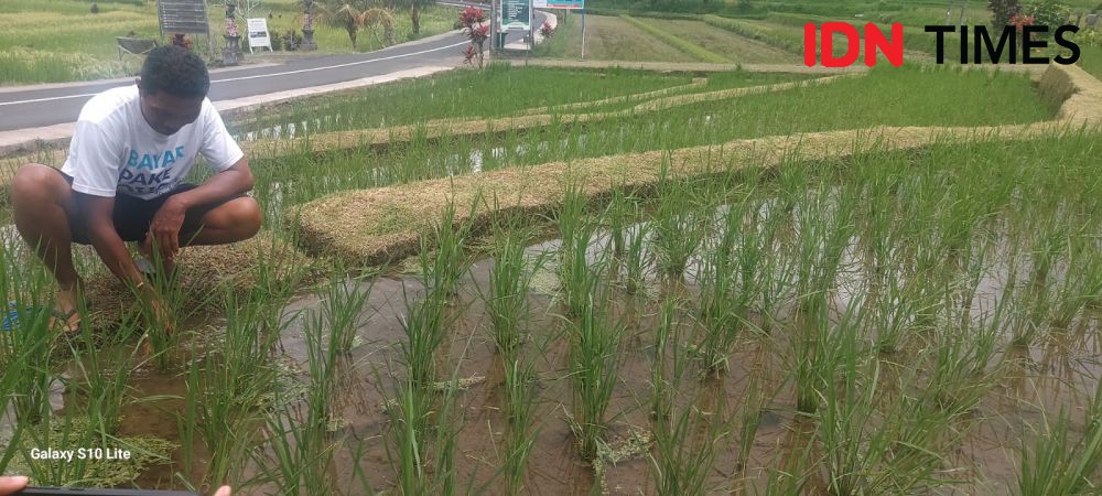 30 Hektare Tanaman Padi di Tabanan Diserang Tikus