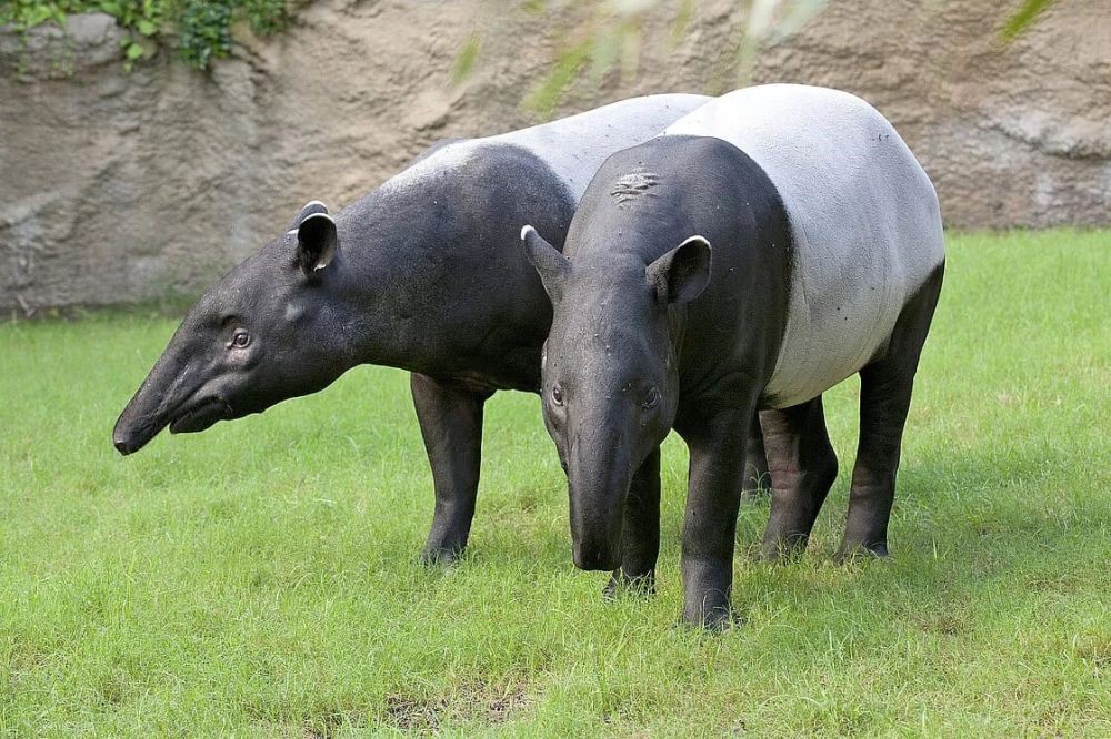 Tapir Sumatra, Satu-satunya Punya Warna Hitam Putih di Dunia