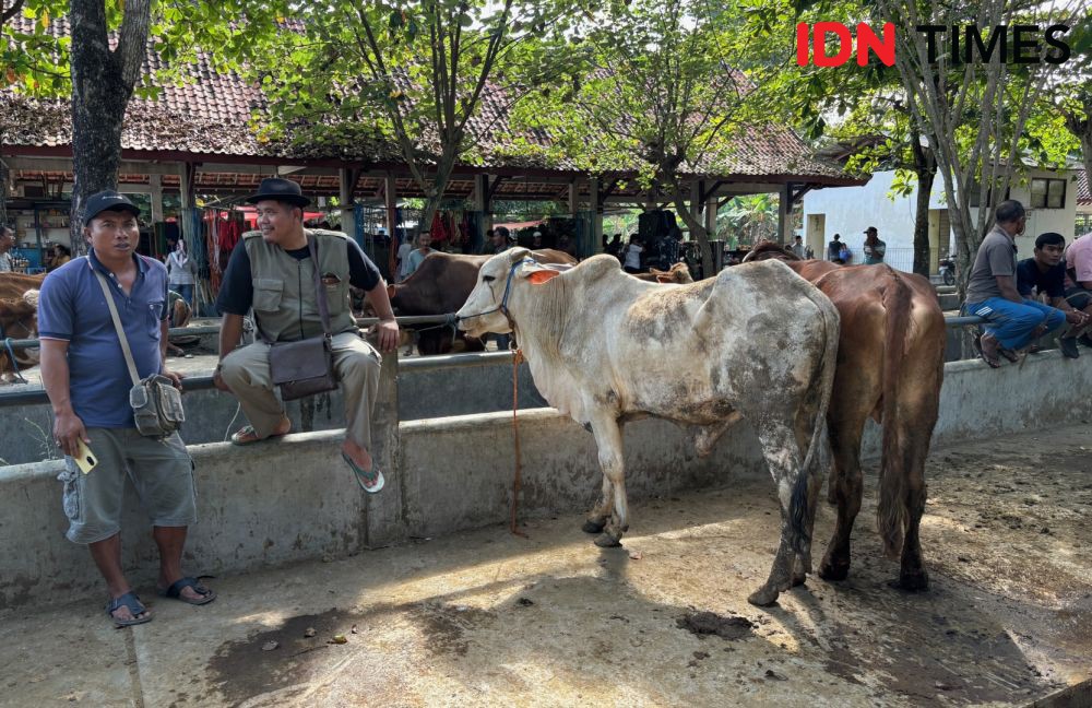 Pemkot Yogyakarta Pastikan Tak Ada Hewan Kurban yang Sakit  