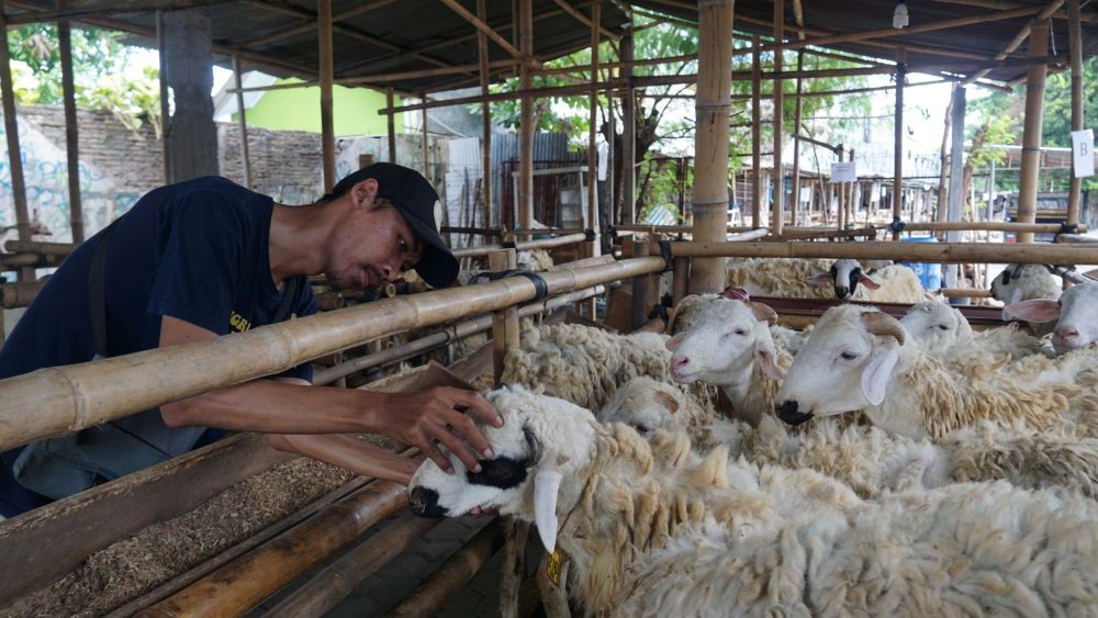 Pemkot Bandung Cek Kesehatan Hewan Kurban Dapati Domba Belum Laik Jual