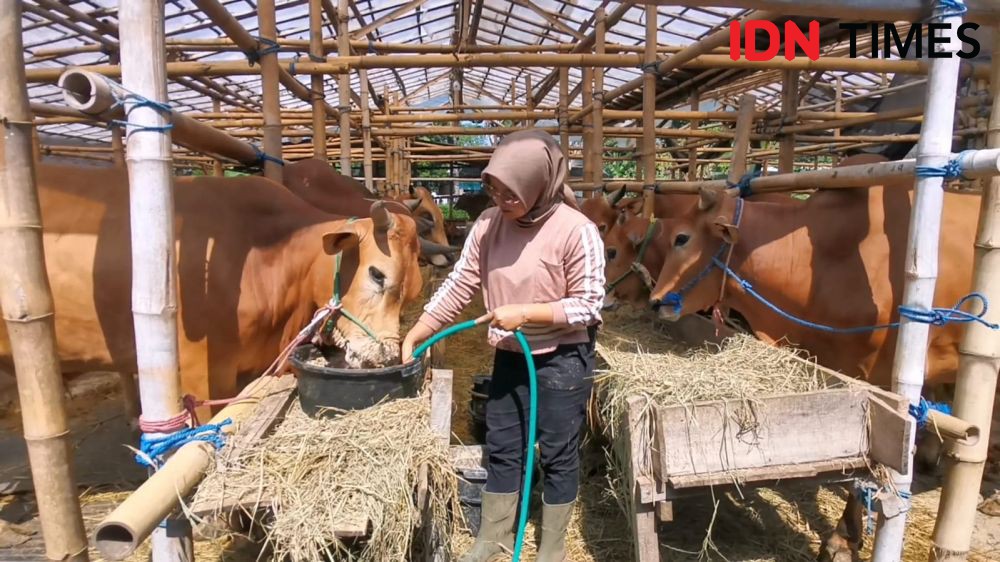 Gadis Asal Boyolali Sukses Ternak Sapi, Panen Besar di Hari Kurban