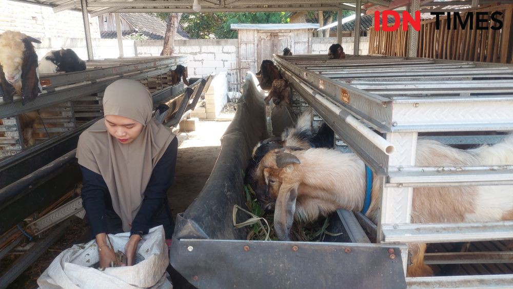 Pedagang Hewan Kurban di Madiun Panen Cuan Besar Jelang Idul Adha