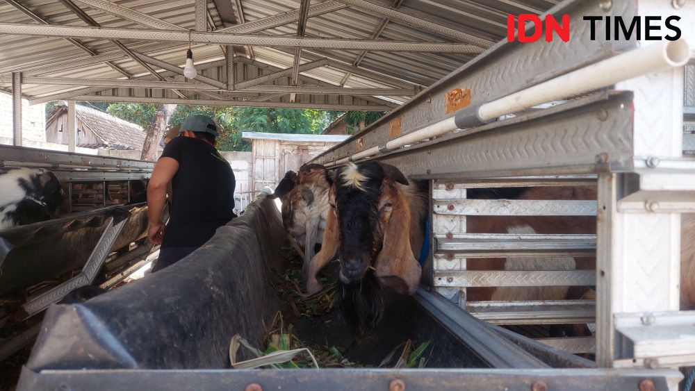 Pedagang Hewan Kurban di Madiun Panen Cuan Besar Jelang Idul Adha