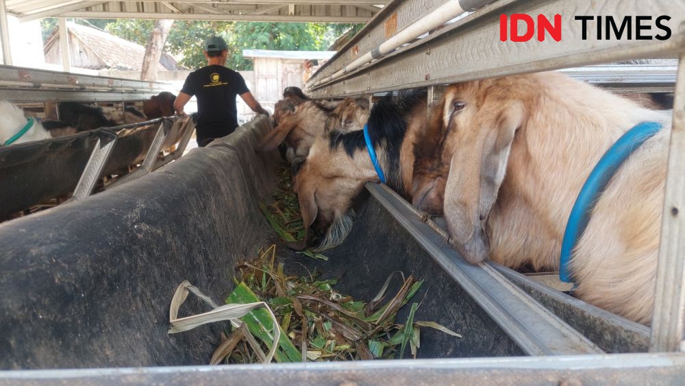 Pedagang Hewan Kurban di Madiun Panen Cuan Besar Jelang Idul Adha