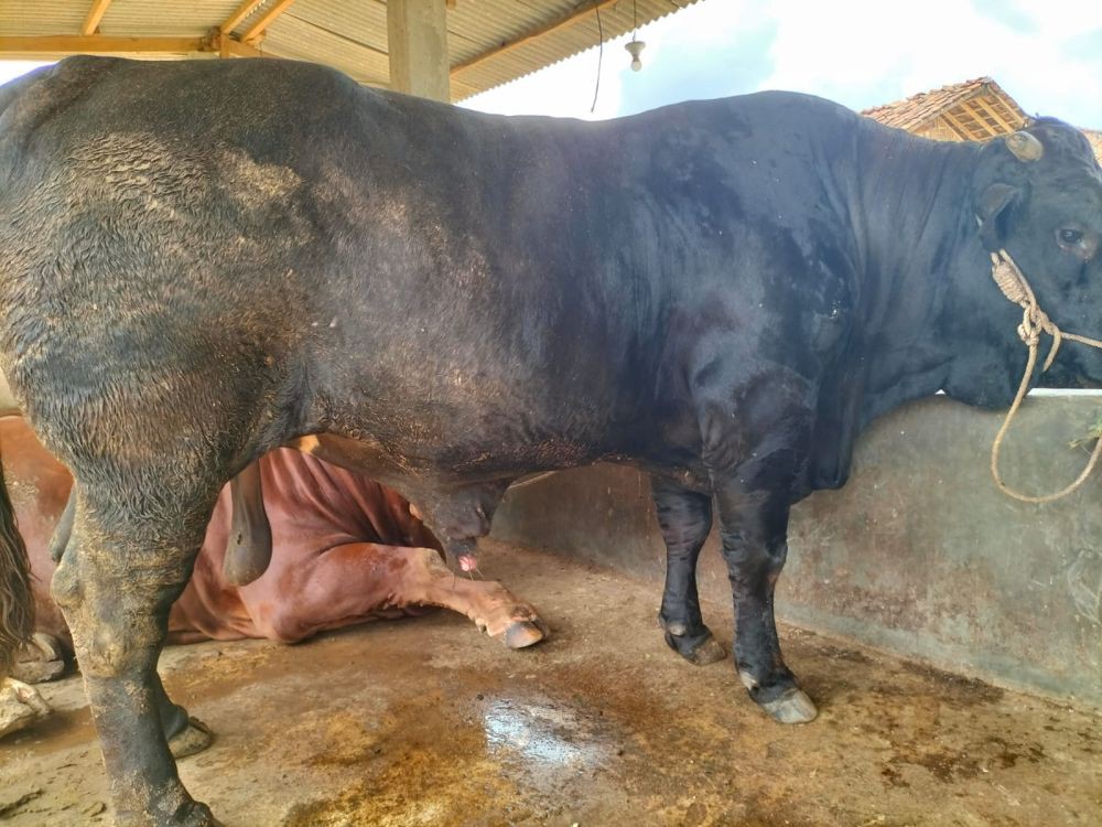 Cerita Pemilik 'Bonbon', Sapi Asal Lampung Dipilih Jokowi untuk Kurban