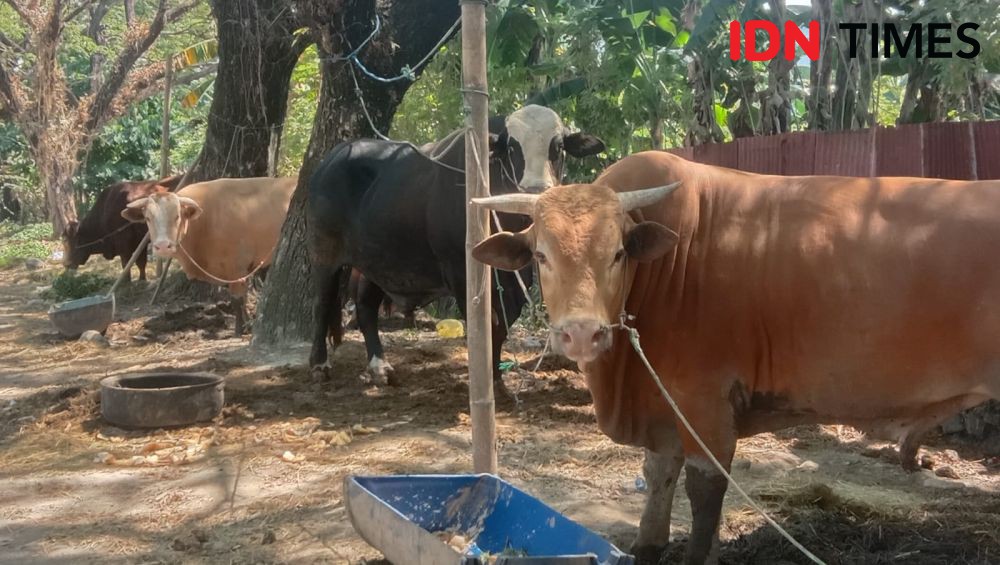 Jokowi Kurban Sapi di Sulsel, Bobot Satu Ton