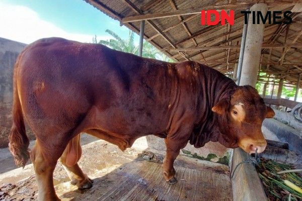 Jelang Idul Adha, Hewan Kurban di Jateng Terjangkit Diare dan Cacar