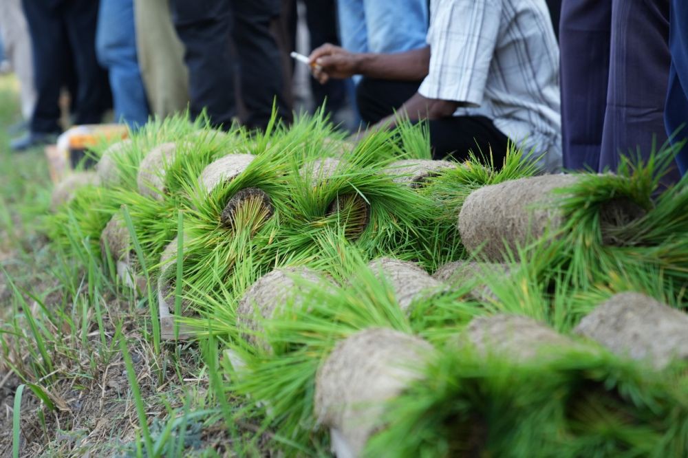 Ratusan Hektare Lahan Tidur di Sleman Coba Dioptimalkan Kembali