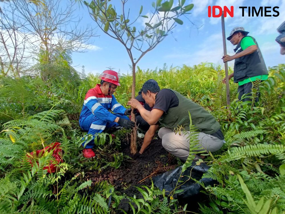 Hari Lingkungan Hidup, Pertamina Gelar Restorasi Gambut