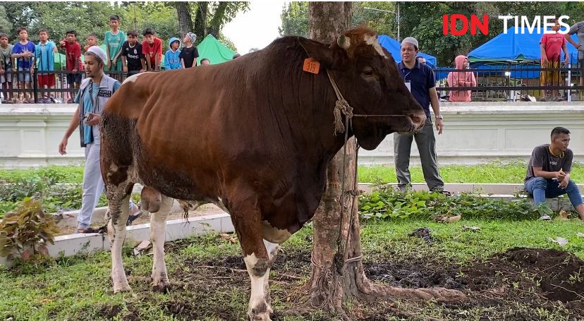 Selebgram Shella Saukia Sumbang Sapi Kurban Berbobot 1,2 Ton