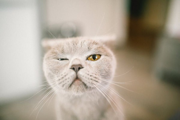 Kenapa Kucing Mengedipkan Mata ke Kita? Ini Alasannya