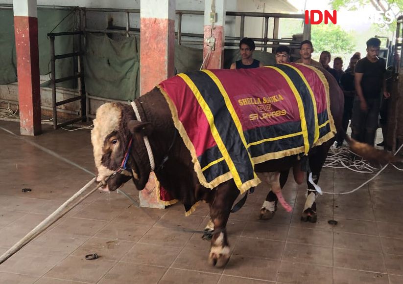 Selebgram Shella Saukia Sumbang Sapi Kurban Berbobot 1,2 Ton