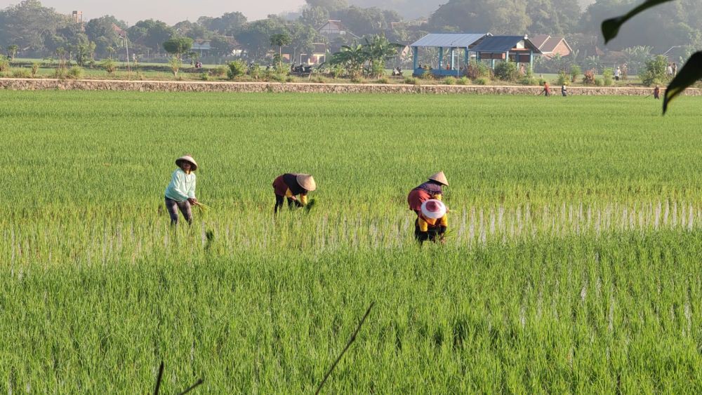 Jokowi: Program Pompanisasi Tingkatkan Produktivitas Beras di Jateng