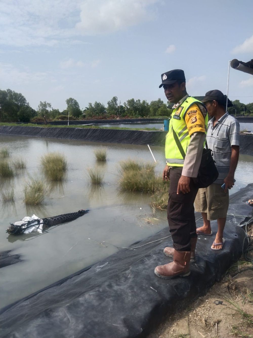 Buaya Sepanjang 4 Meter Masuk Tambak Udang Milik Warga OKI