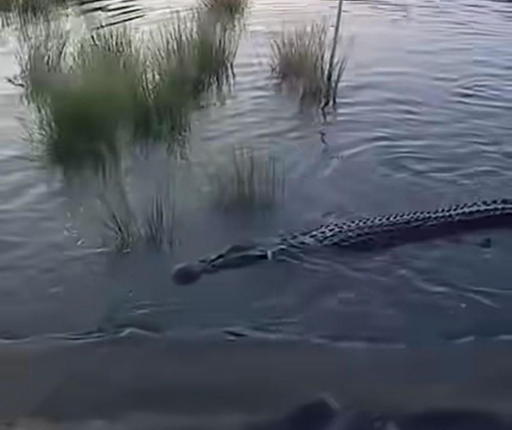 Buaya Sepanjang 4 Meter Masuk Tambak Udang Milik Warga OKI