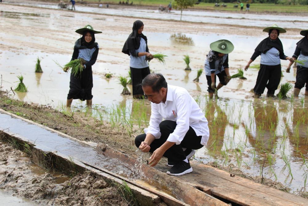 Mentan Amran Dan Presiden Tinjau Pompanisasi Di Kotawaringin