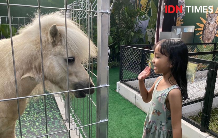 Seru, Ada Animal Xperience di Delipark Mall Medan Mulai Besok