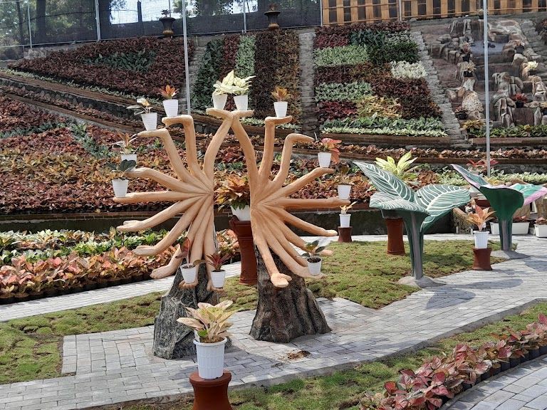 Aglaonema Park Sleman, Diklaim yang Terbesar di Indonesia