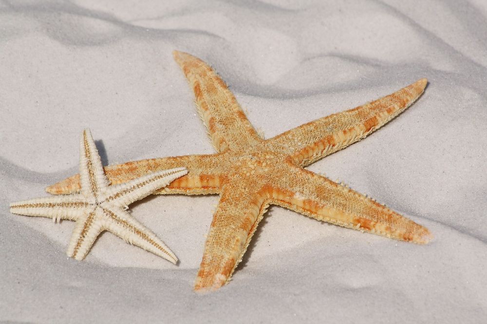 Bintang Laut