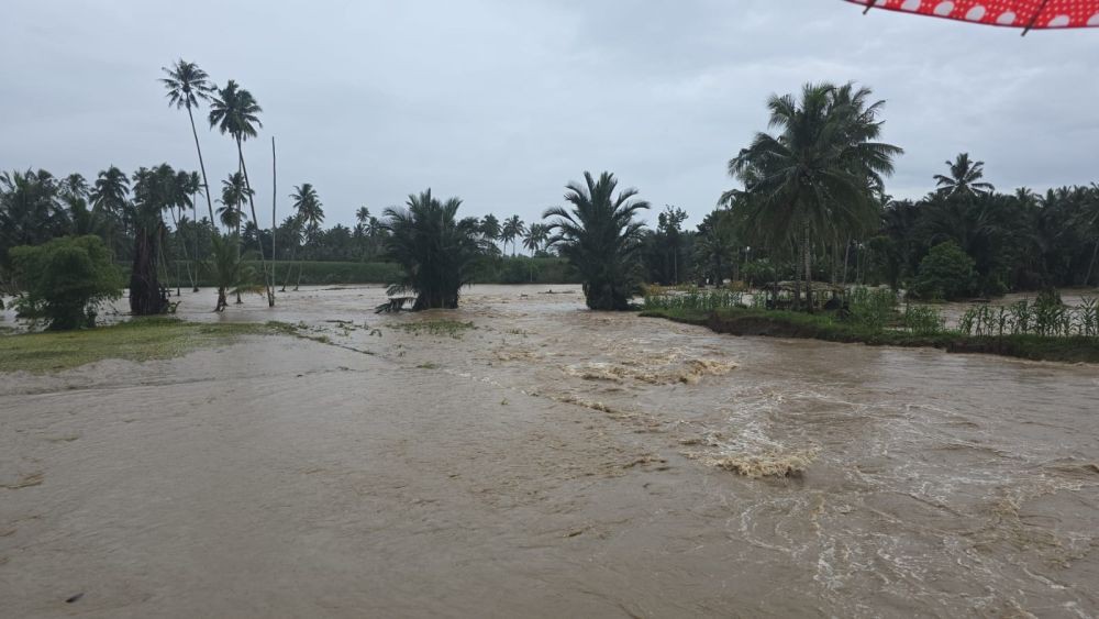 2000 Hektare Sawah Terdampak Banjir di Bolmong Sulawesi Utara