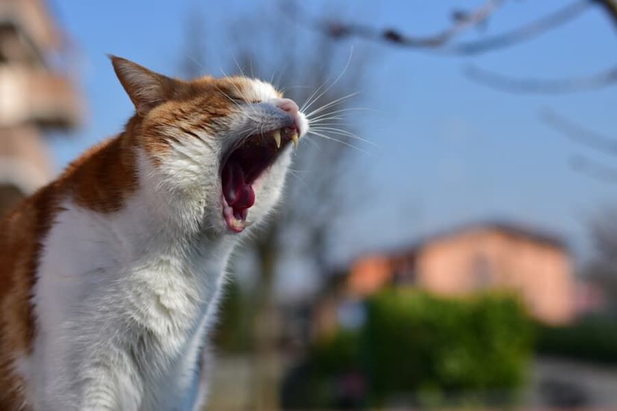 Lonjakan Rabies di Sumsel: 6 Warga Meninggal selama 2024