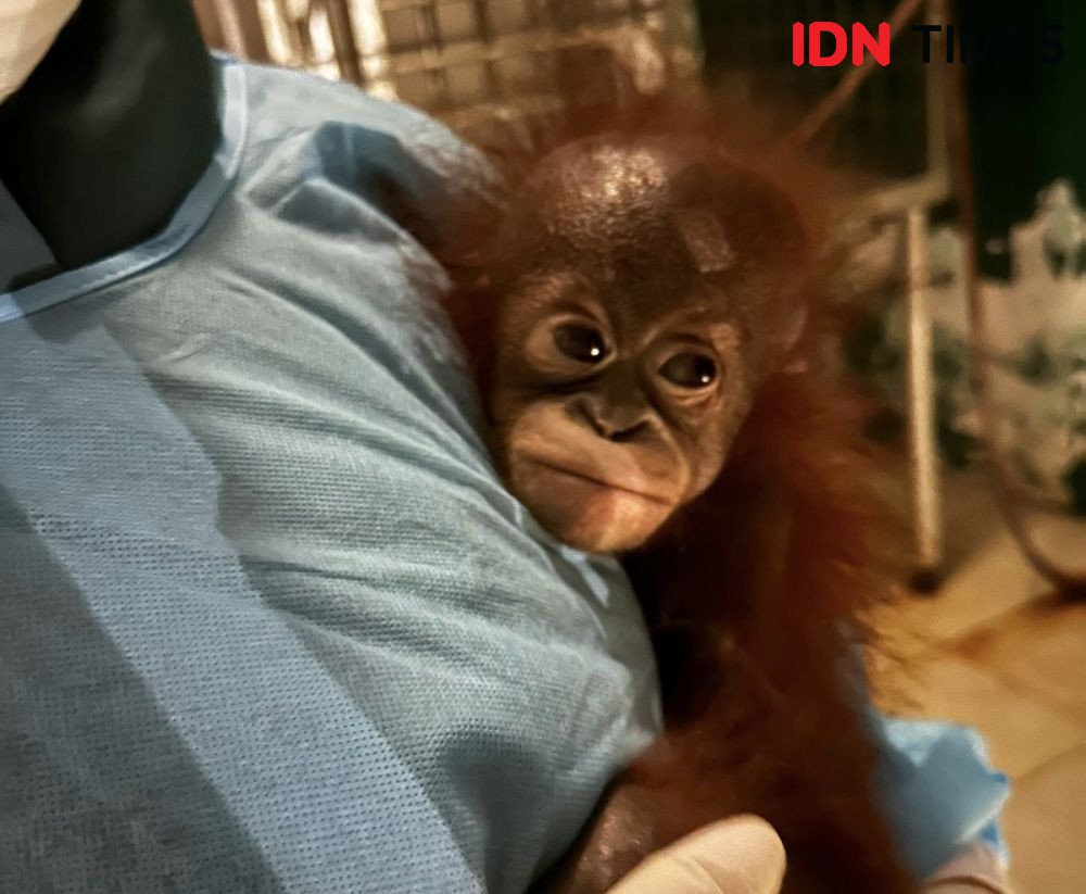 Viral Orangutan Setinggi Rumah, Ini Penjelasan BKSDA Kaltim  