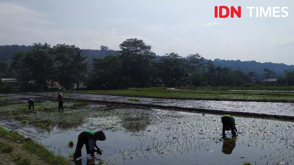 UGM Manfaatkan Limbah Gigi dan Tulang Hewan untuk Irigasi Sawah