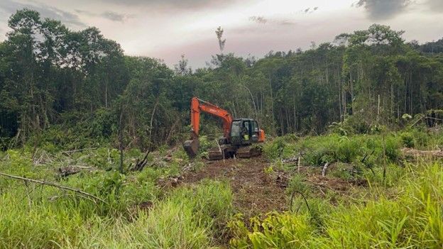 Anggaran Sumsel Tak Cukup Kendalikan Penyakit Gugur Daun Pohon Karet