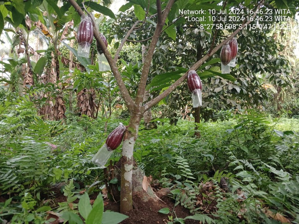 Festival Cokelat Nglanggeran 2024, Ajang Promosi Kakao Gunungkidul  