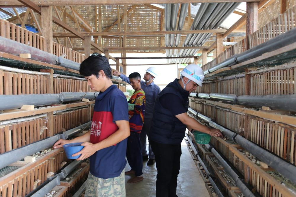 Panen Peternakan Telur Puyuh di Lobu Roppa Asahan Capai 2.100 Butir