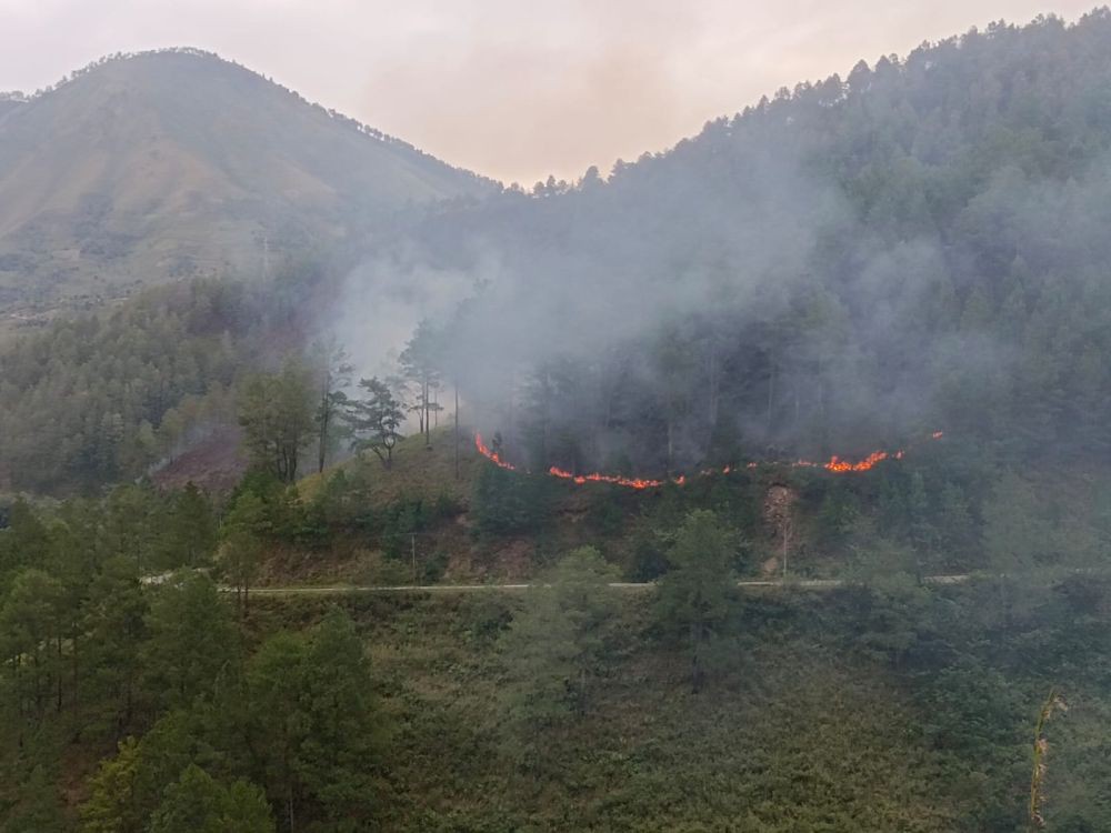 Hutan Lindung di Danau Toba Diduga Dibakar, Lebih 100 Hektare Ludes