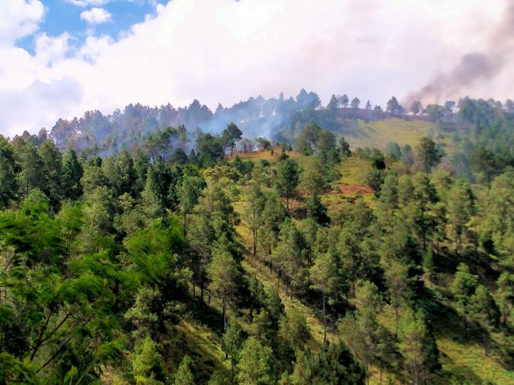 Hutan Lindung di Danau Toba Diduga Dibakar, Lebih 100 Hektare Ludes