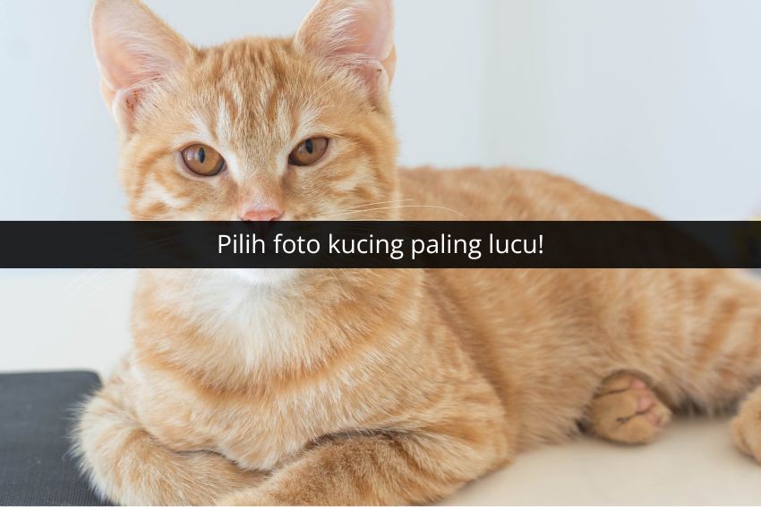 [QUIZ] Berdasar Kucing Pilihan, Inilah Karaktermu!