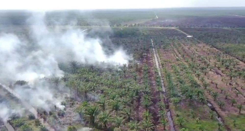 15 Hektare Lahan di Areal Perkebunan Sawit  Ogan Ilir Terbakar