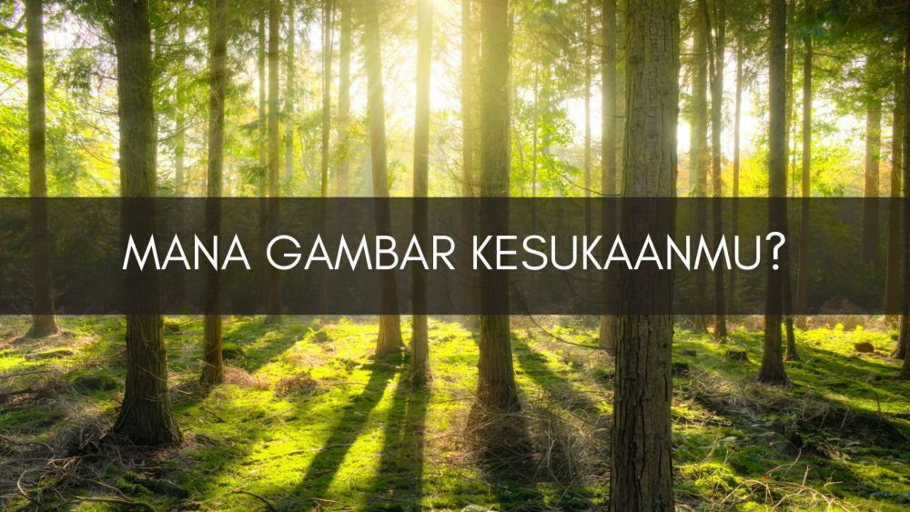 [QUIZ] Cari Tahu Seberapa Setia Kamu Lewat Gambar Pohon Favoritmu