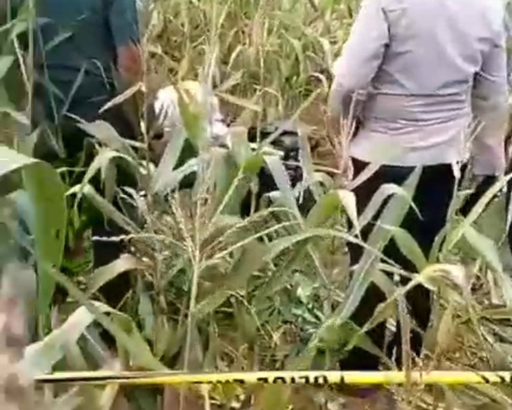 Geger! Mayat Wanita dalam Karung di Kebun Jagung Korban Pembunuhan