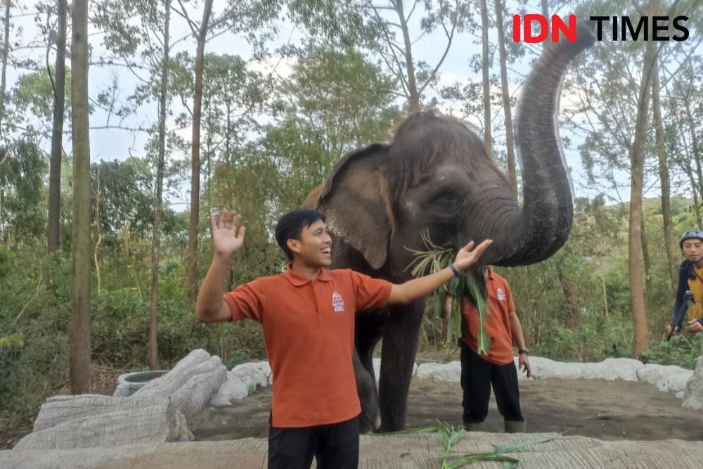 4 Perbedaan Taman Safari dan Kebun Binatang, Mana yang Cocok denganmu?