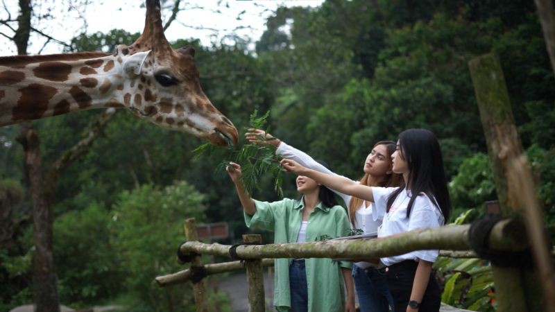 Siapa Pemilik Taman Safari Indonesia? Ini Sejarah Berdirinya